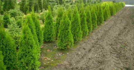 Zeer mooie haag coniferen , laurier en buxus verkrijgbaar