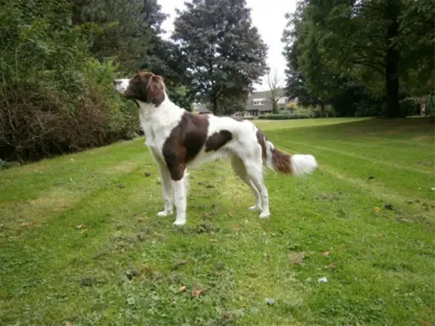 Drentse Patrijs Dekreu / Drentsche Patrijs