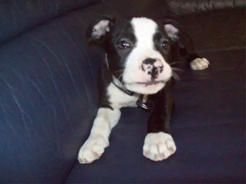 Amstaffies tekoop