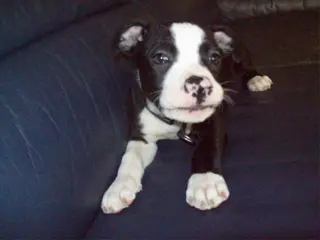 Amstaffies tekoop