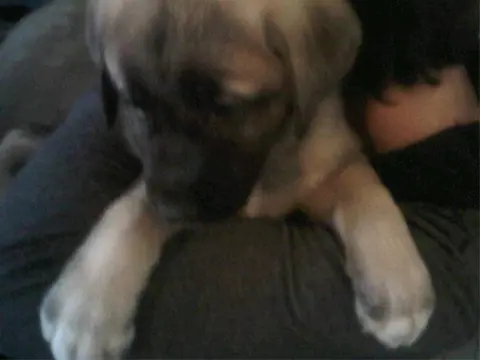 6 pure kangal pups teefjes
