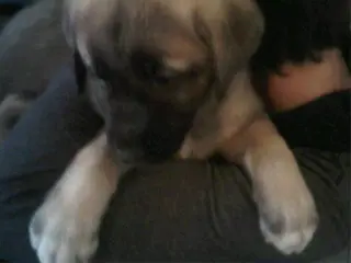 6 pure kangal pups teefjes