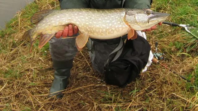 Snoekstreamers dubbele Magnum (Tiger Barred) staart zonkerstaart