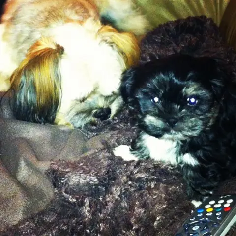 Lieve shih tzu te koop