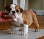 Mooie Engelse Bulldog ( teefje) 4manden