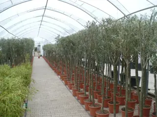 Olijfboom, Olijfbomen, Palmboom, Palmbomen, Vijgenbomen!