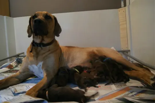 Gezonde Rodesian Ridgeback Puppy's