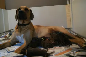 Gezonde Rodesian Ridgeback Puppy's