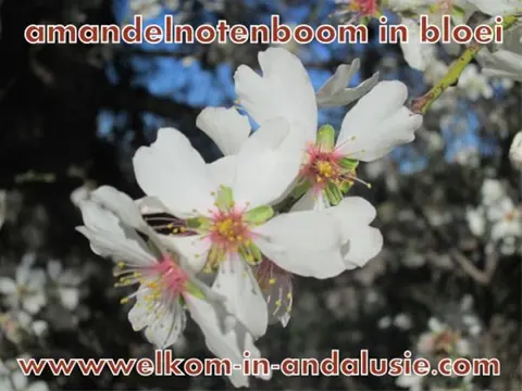 De amandelnotenbomen staan in bloei in andalusie