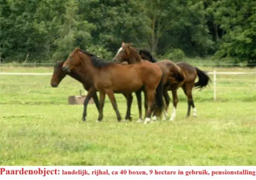 Grootschalig paardenobject, rijhal, boxen, landerijen