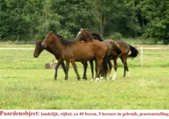 Grootschalig paardenobject, rijhal, boxen, landerijen
