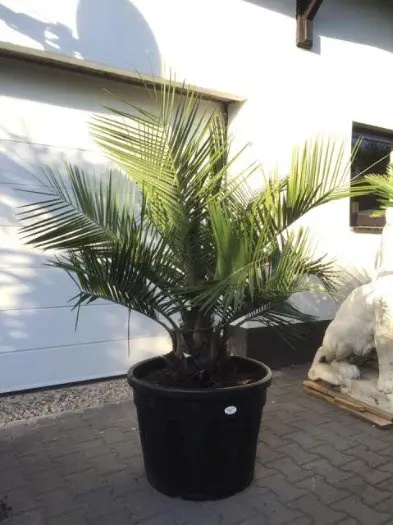 Palmboom Jubae chilensis ±25cm stamdiameter