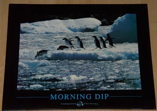 POSTER 50X40 CM FAUNA PINQUIN ZEEHOND NIEUW