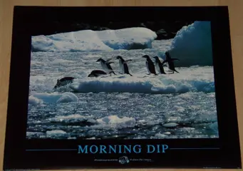 POSTER 50X40 CM FAUNA PINQUIN ZEEHOND NIEUW