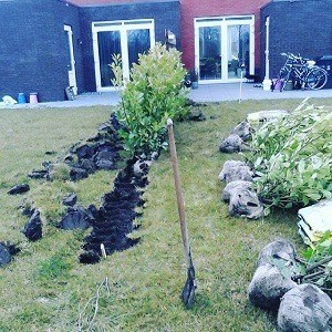 Laurierhaag met korting
