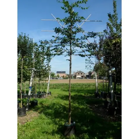 Bomen kopen met korting