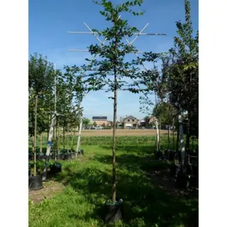 Bomen kopen met korting