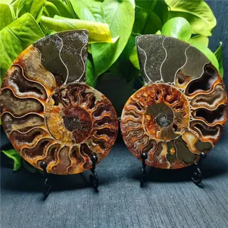 Een paar fossiele schelpen gespleten ammoniet - 127×94×16 mm