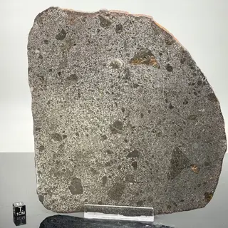 TANEZROUFT 091 Mesosiderito Super XXL!!!!!! doorzichtige