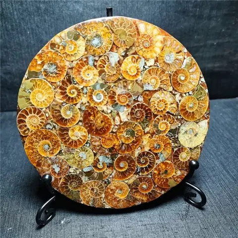 Fossiele Ammonieten Schijf - 118×118×8 mm