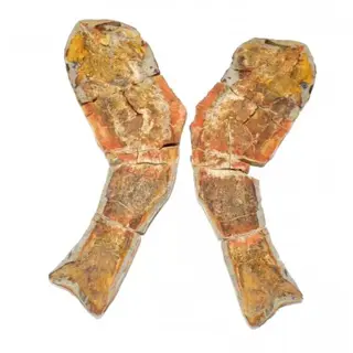 Vis - knobbeltje - pteronisculus cicatrosus grand specimen