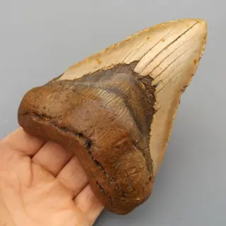 Megalodon Shark - Tooth - Carcharocles megalodon -