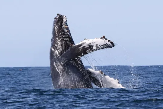 Whale Watching vanuit Holmavik/Westfjorden