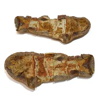 Vis - knobbeltje - Icarealcyon malagasium - 28×12×6 cm