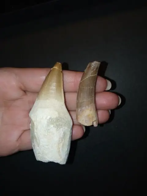 Zeldzame collectie Pliosaurus en Mosasaurus Giganteus -