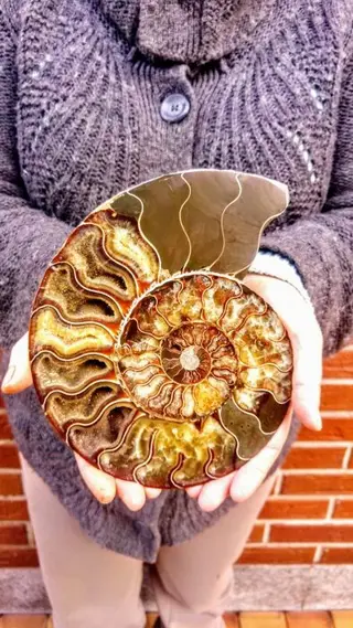 Ammoniet - Fossiel - Cleoniceras - 21×17×3 cm