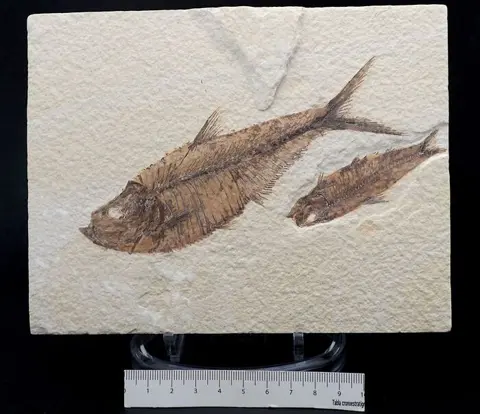 Vis - Matrix plaat - Diplomystus dentatus &amp; Knigthia