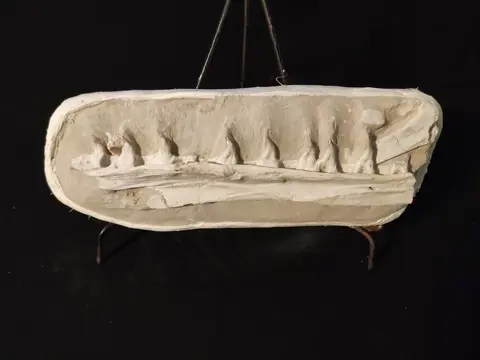 Mosasaurus - Maxilla - Prognathodon Sp. - 11×13×35 cm