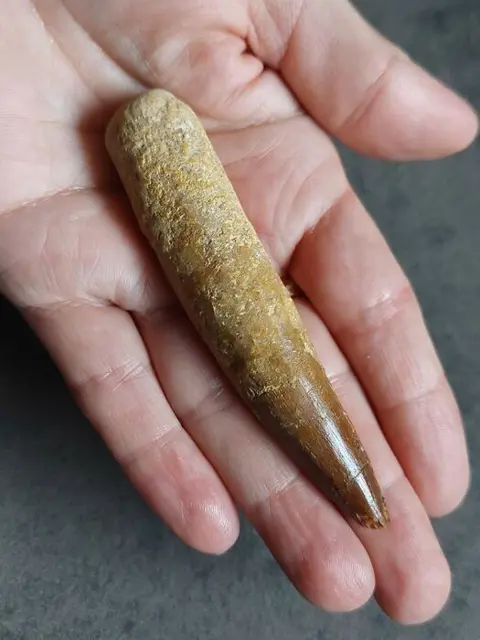 Mooie tand van spinosaurus Spinosaurus aegyptiacus 95 mm -