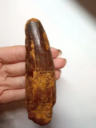 Ongelooflijke massieve theropode dinosaurustand - Tand -