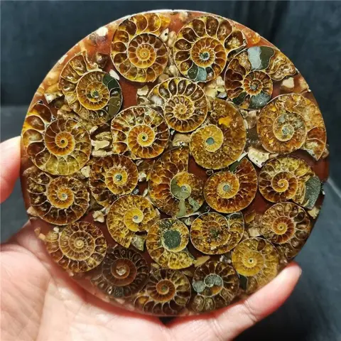 Ammonietfossiel Cleoniceras sp. - 108×108×5 mm