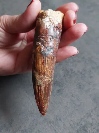 Extreem Grote Spinosaurus - Tand - Spinosaurus aegyptiacus