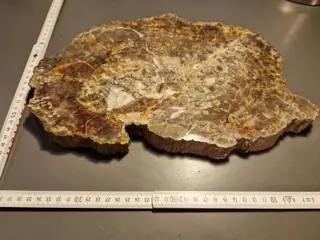 Fossiel hout - Schijf - Petrified Wood - 20×38×4 cm