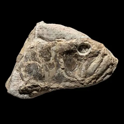 Predator - indrukwekkende schedel met getande kaken - ook