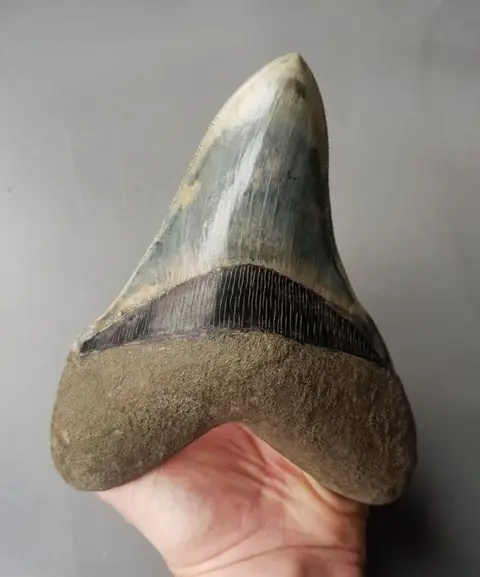 Megalodon - Worlds BIGGEST 16,6cm! - Tand - 166×130×29 mm
