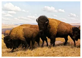 Roberto Cavalli - "Reliquary Bison"