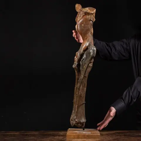 Steppe Bison, ook bekend als Wisent - voorpoot - Bison