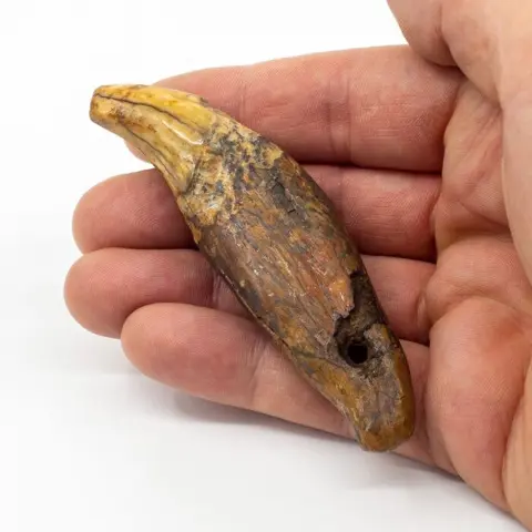 Holenbeer - Tand - Ursus Speleaus - 9×2×2 cm