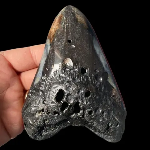 XXL fossiele tand - Otodus Megalodon - 132×97×29 mm