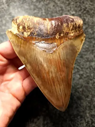 Megalodon - Tand - Prachtig exemplaar - 123×101×26 mm