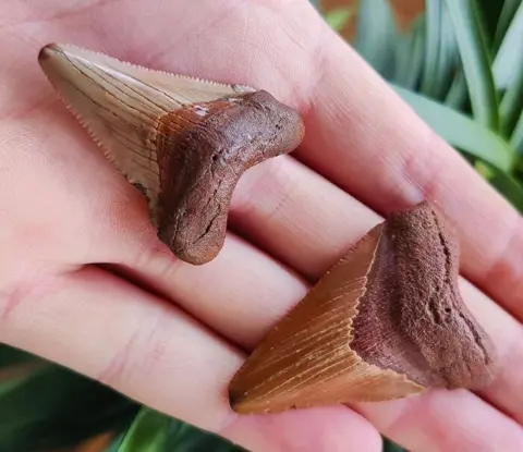 2x Chubutensis - Gebit - Chubutensis - 44×32×12 mm