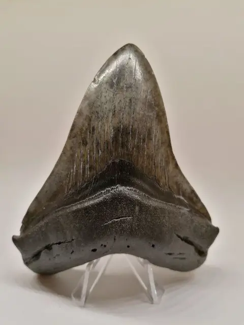 Chubutensis haaientand absoluut zeldzaam!!! - Tand -