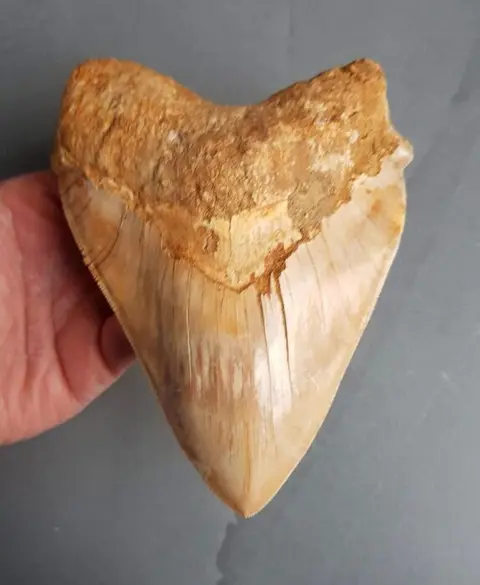 Megalodon - XXXL 15,8cm! - Tand - 158×120×32 mm