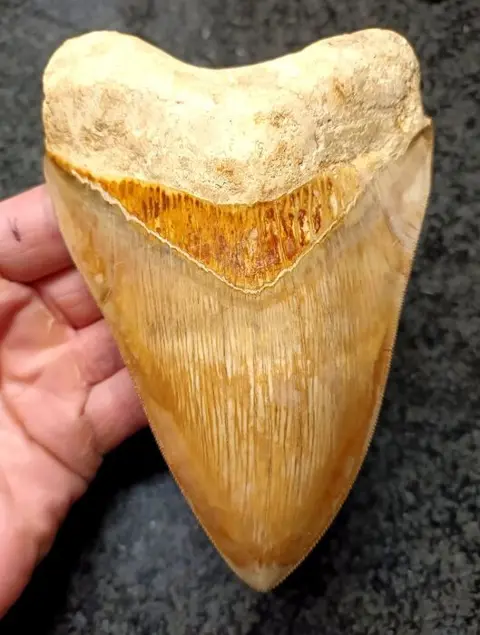 Megalodon - Tand - *Xtreme color* - 148×102×30 mm