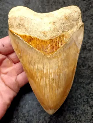 Megalodon - Tand - *Xtreme color* - 148×102×30 mm