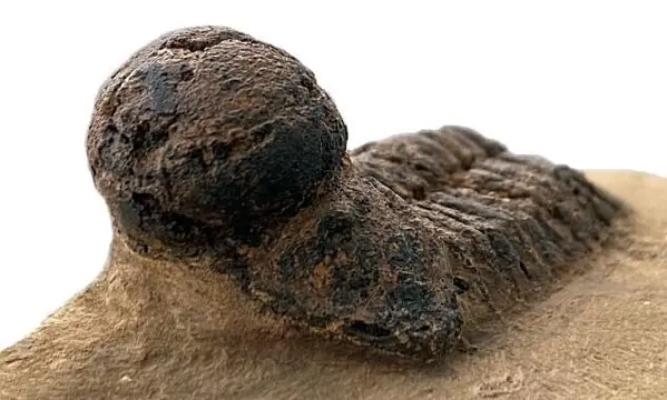 Kans! - Moeilijk te vinden exemplaar - Sphaerexochus sp.